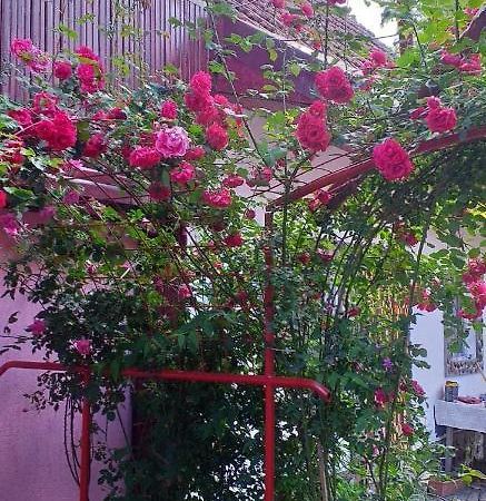 Villa Casa Boierului Imbri à Cîrţişoara Extérieur photo