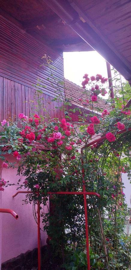 Villa Casa Boierului Imbri à Cîrţişoara Extérieur photo