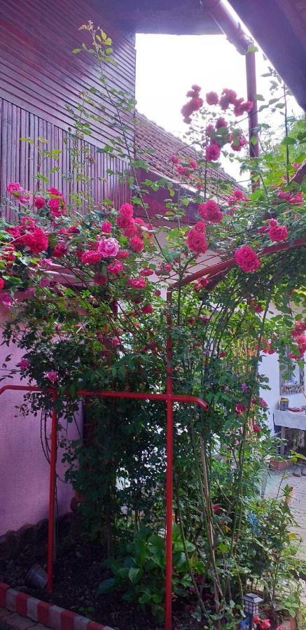 Villa Casa Boierului Imbri à Cîrţişoara Extérieur photo